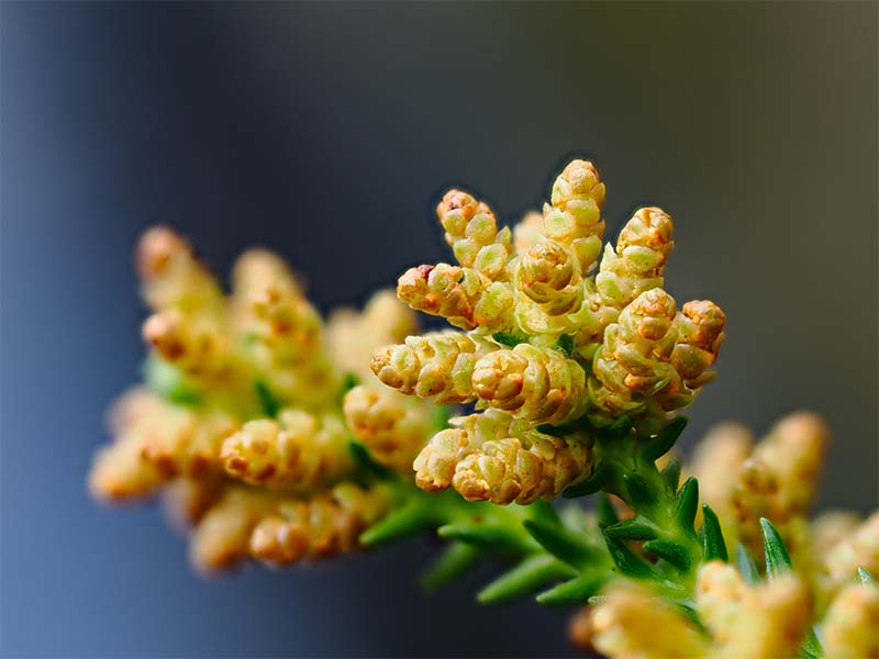 スギ花粉